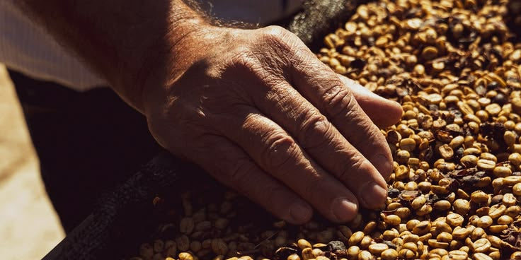 Procesos del café: lavado, natural y honey explicados