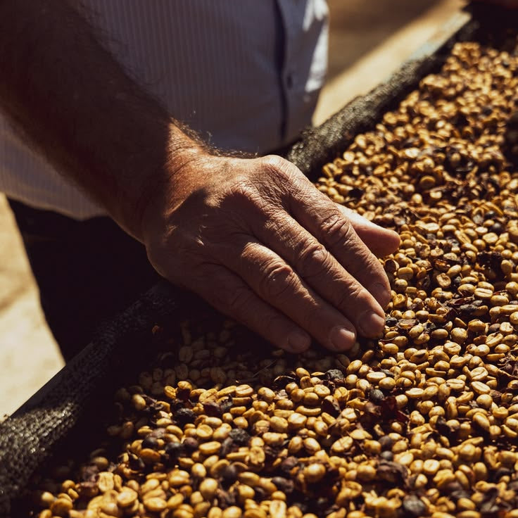 Procesos del café: lavado, natural y honey explicados