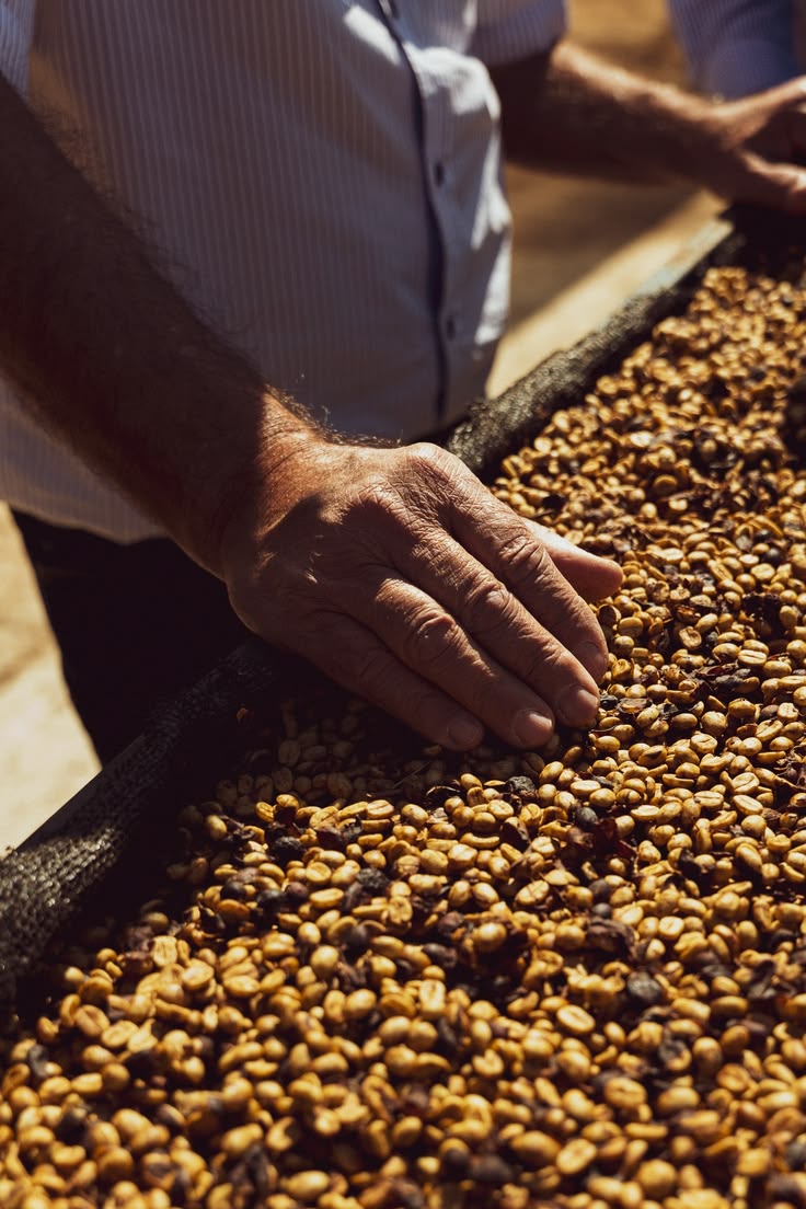 Procesos del café: lavado, natural y honey explicados