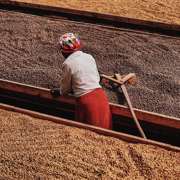 Qué es el café natural (proceso) y a qué sabe en taza