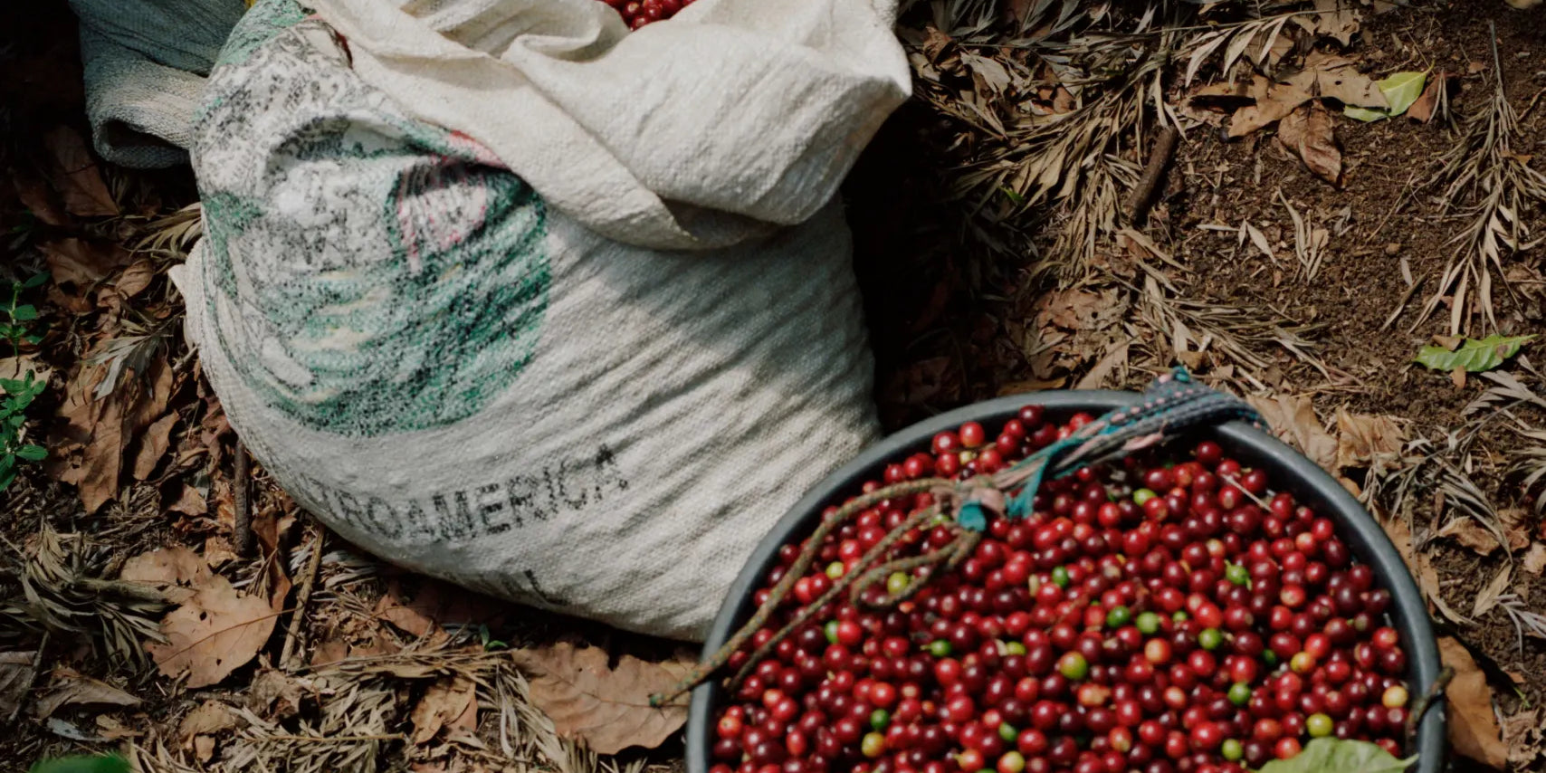 ¿Qué es realmente el café de especialidad?